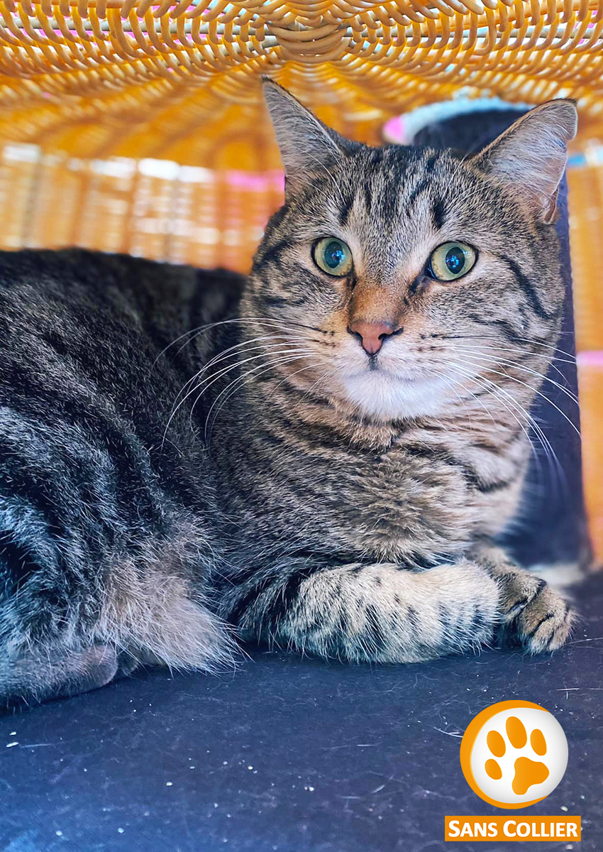 Chat à adopter liège